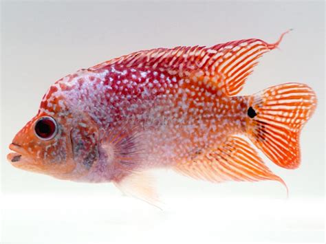 花羅漢品種|市售花羅漢系列圖鑑(Cichlasoma spp/Flowerhorn fish。